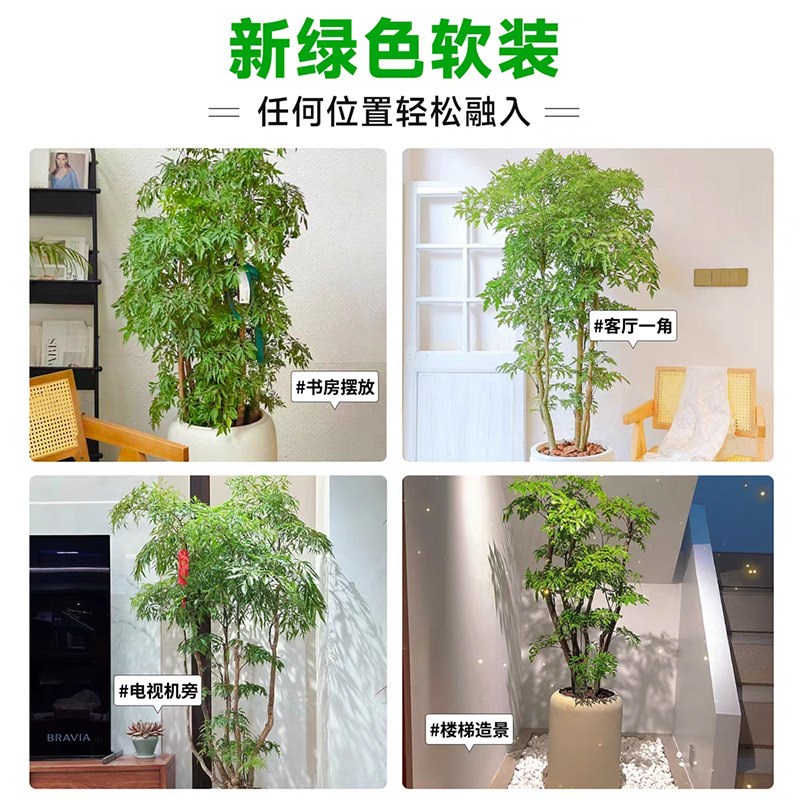 羽叶福禄桐盆栽室内大型绿植金钱兜老桩客厅招财植物开业送礼盆景
