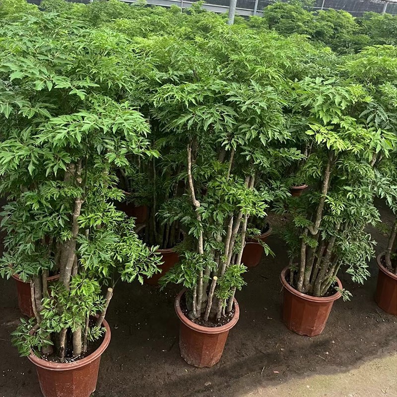 福禄桐盆栽大型老桩绿植客厅四季常青招财羽叶金钱兜花卉盆景植物