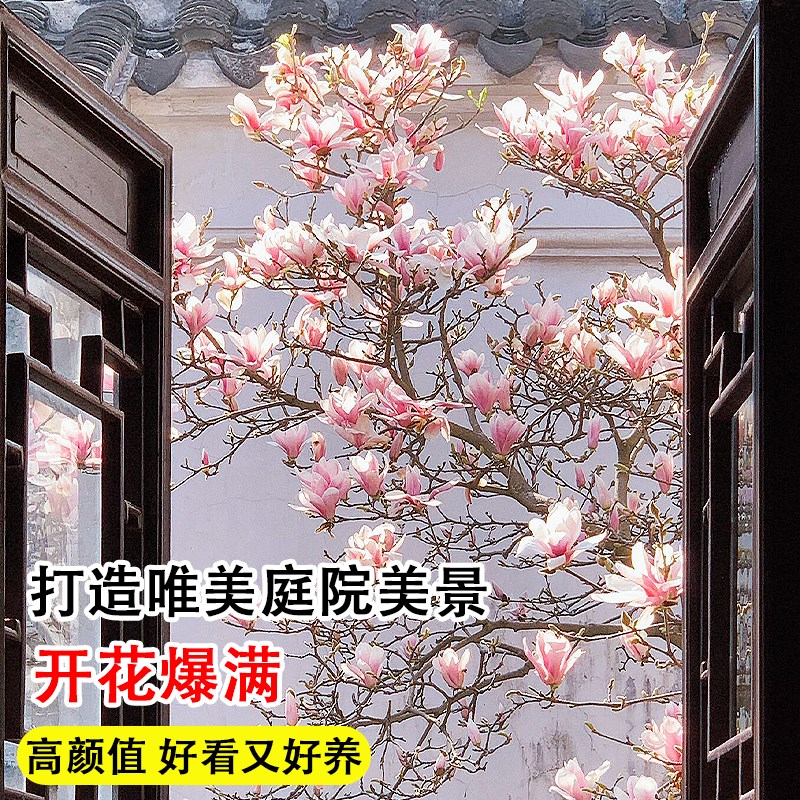 玉兰花树苗红白黄紫带花苞四季种植易活冬季耐寒花卉绿植庭院大树