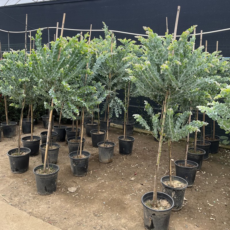 银叶金合欢树大苗别墅花园庭院园林绿化观赏风景树地栽盆栽植物花