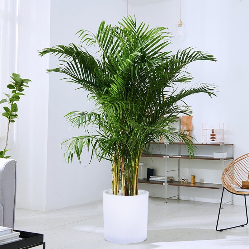 散尾葵植物盆栽客厅室内办公室吸甲醛大型花卉凤尾葵绿植凤尾竹