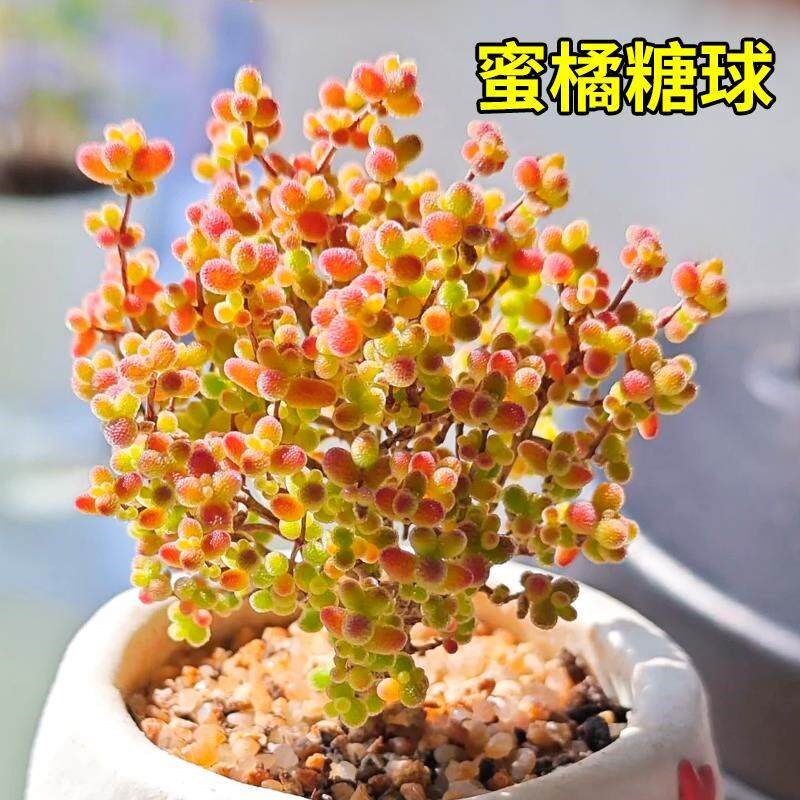 番杏多肉植物糖球枝干花卉高端盆栽稀有品种名贵精品大绿植好养活