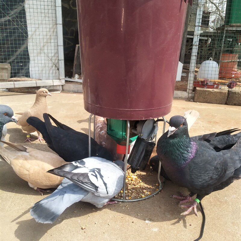 鸽子全自动喂食器信鸽喂料机定时定量投食观赏鸽赛鸽用品用具喂水