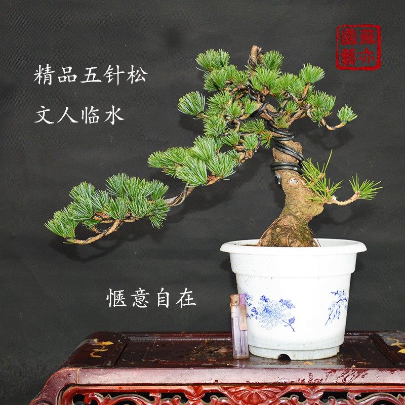 【苏亦家】 精品五针松盆景 提根树桩精品矮霸植物实物实拍带盆