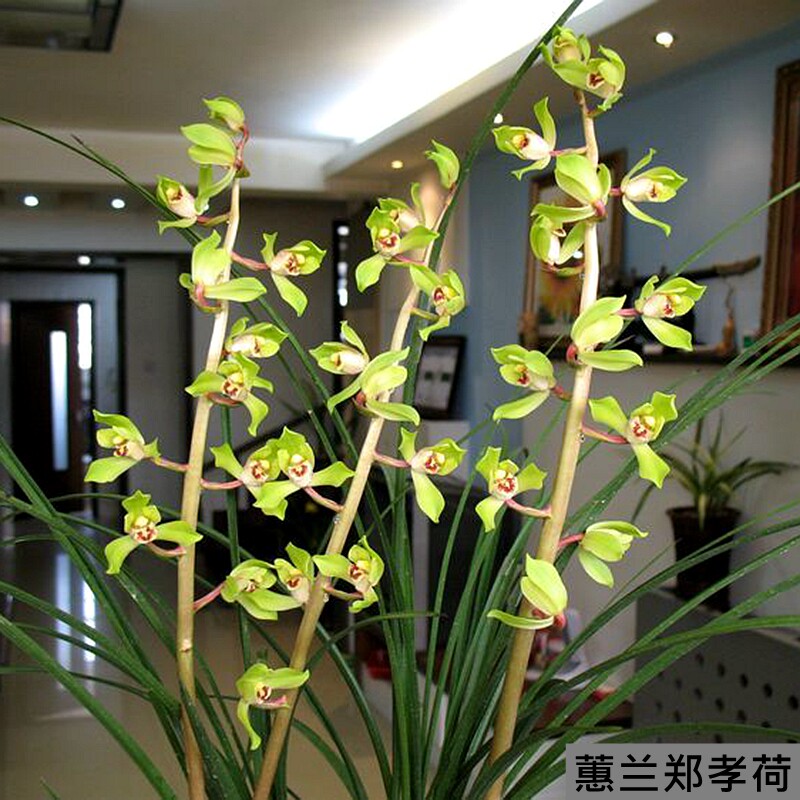 风华绝代蕙兰郑孝荷客厅花卉阳台兰花苗盆栽浓香名贵兰花老品种