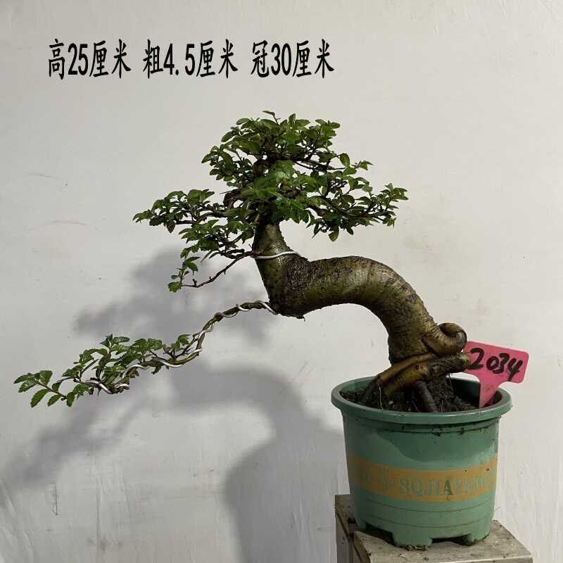 榆树盆景造型榆树盆栽绿植小叶榔榆熟桩老桩小叶榆 基地种植发货