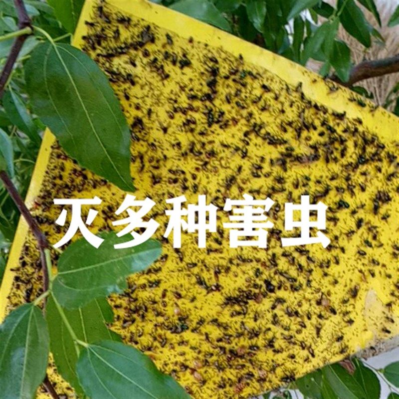 诱杀蔬菜大棚果茶园小黑飞粘虫板黄板包邮双面家用蓝色诱虫板纸贴