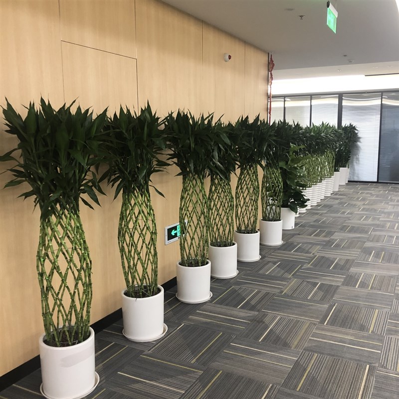 深圳富贵竹笼盆栽开运竹大型绿植办公室客厅室内净化空气花卉盆景
