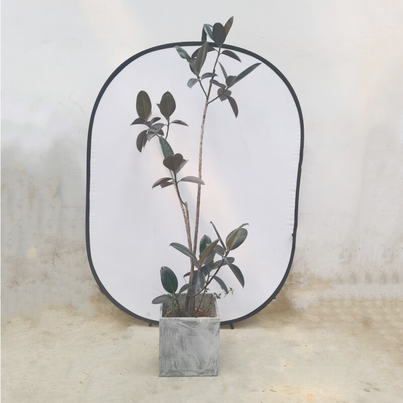 网红植物造型黑金刚橡皮树盆栽大型绿植办公室内客厅观叶好养容易
