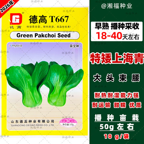 德高T667青梗小白菜