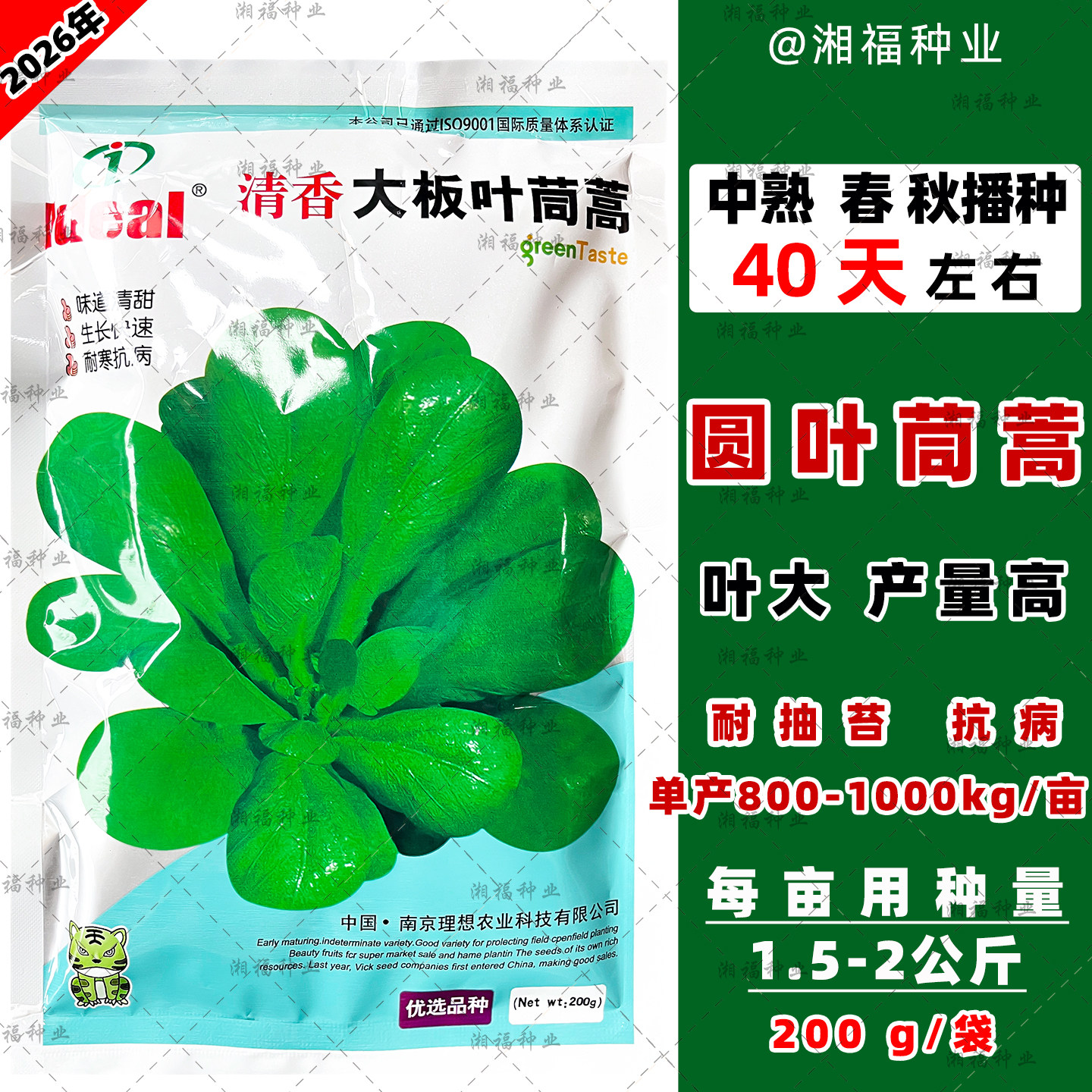 理想清香大板叶茼蒿中熟种籽耐寒春秋播种高产优质庭院蔬菜子正品