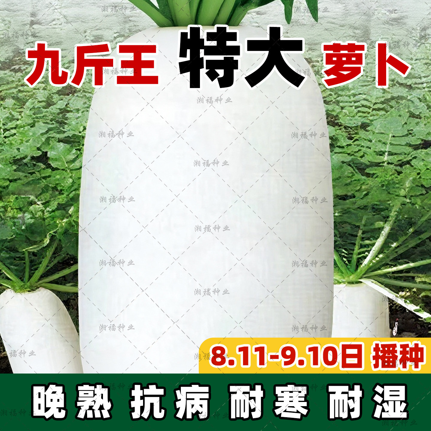 理想九斤王晚熟白萝卜种籽高产空心晚耐湿耐寒秋播优质蔬菜好种子