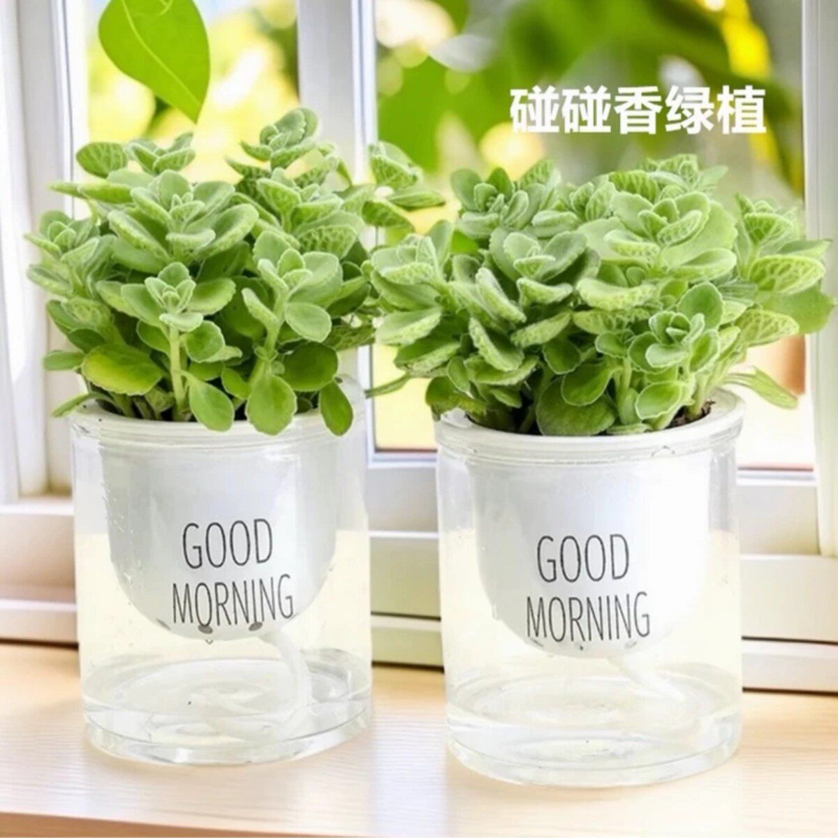 碰碰香盆栽一抹香绿植浓香型四季阳台桌面室内外植物