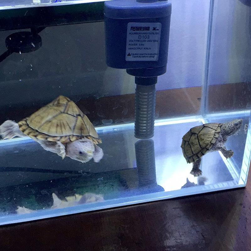 疯狂的龟 剃刀龟 蛋龟 小型冷水龟乌龟活物屋顶龟 深水龟宠物活体