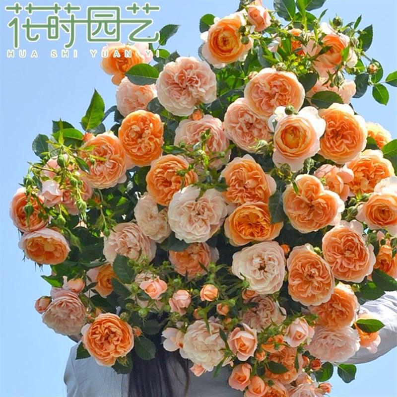 花莳园艺 4加扦插月季婚礼阳台露台地栽庭院盆栽花卉绿植多季开