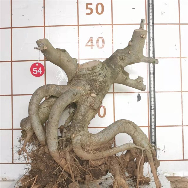 对节白蜡盆景半成品老桩素材容活楼顶庭院阳台绿植吸甲醛