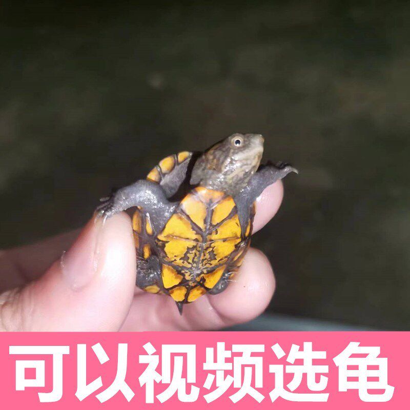 红面蛋龟龟苗乌龟鱼缸宠物观赏活体深水龟红面龟蛋发色粮麝香龟