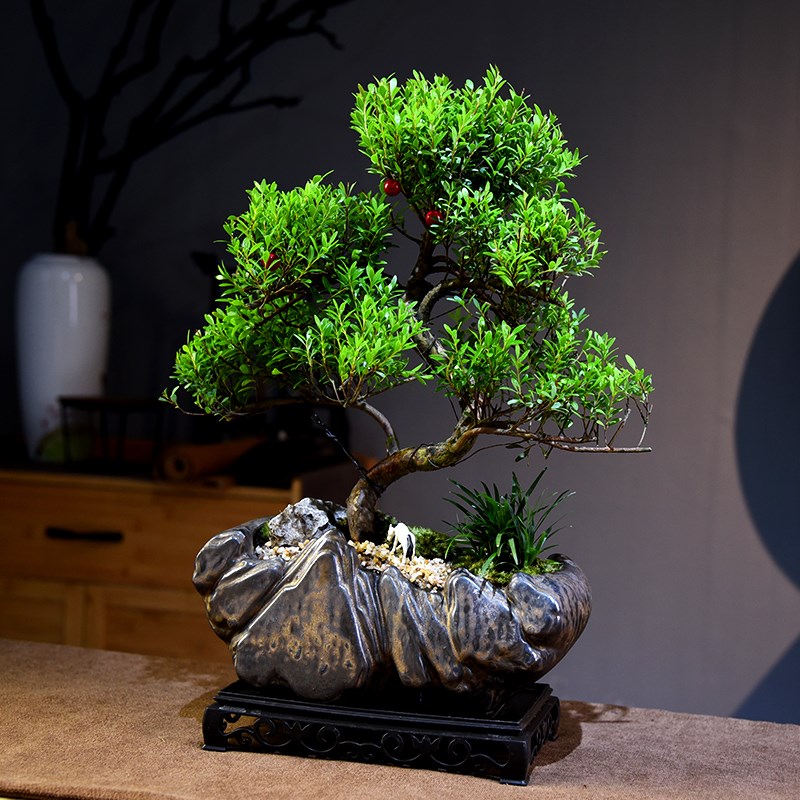 造型赤楠盆景室内办公室书房阳台古风盆栽绿植微景观植物观赏礼品