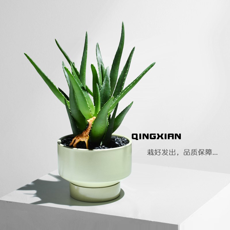 芦荟盆栽室内净化空气花卉四季好养植物多肉创意礼物办公室小绿植
