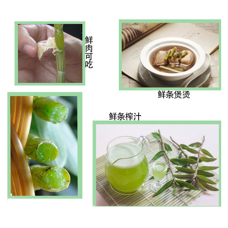 四年铁皮石斛苗 正宗霍山石斛苗 石斛盆栽可食用 室内绿植米斛苗