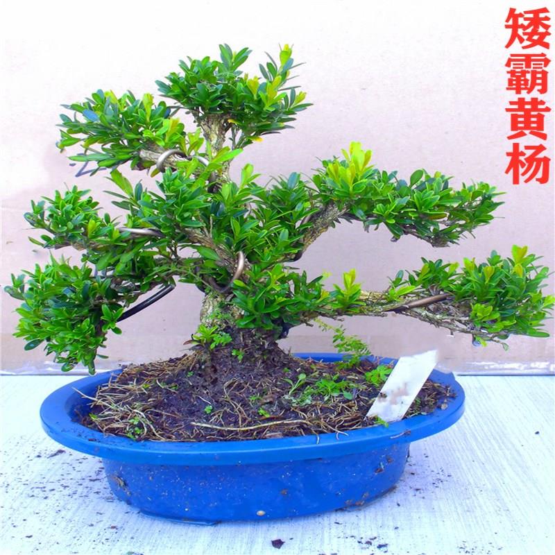 雀舌黄杨盆景矮霸造型老桩盆栽室内客厅皱皮小叶四季常青好养绿植