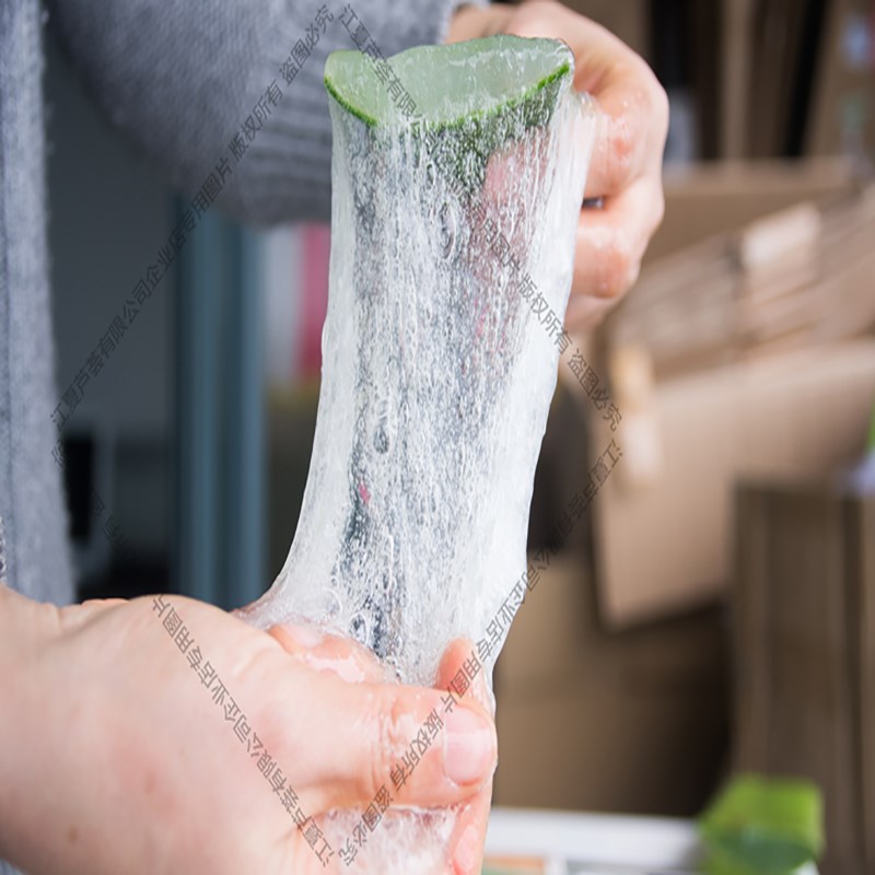 美国库拉索芦荟盆栽植物洗浴美容院灌肤专用补水大叶片王蒙推荐