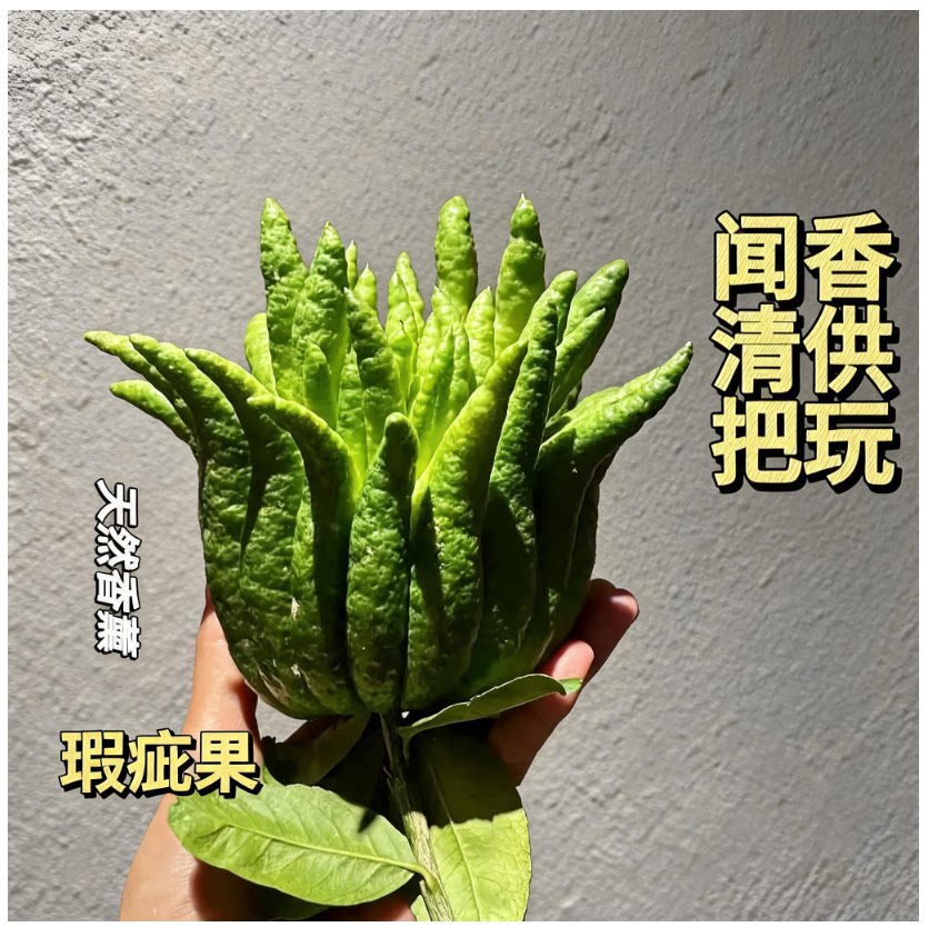【晶洋-瑕疵果单个】清供礼佛闻香观赏高端花材云南佛手基地直发1