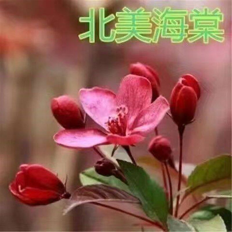 高杆西府海棠花树苗垂丝海棠花卉植物盆栽庭院地栽耐寒耐冻风景树