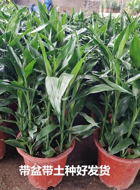 富贵竹转运竹水养水培植物室内客厅绿植花卉盆栽观音竹开运竹包邮
