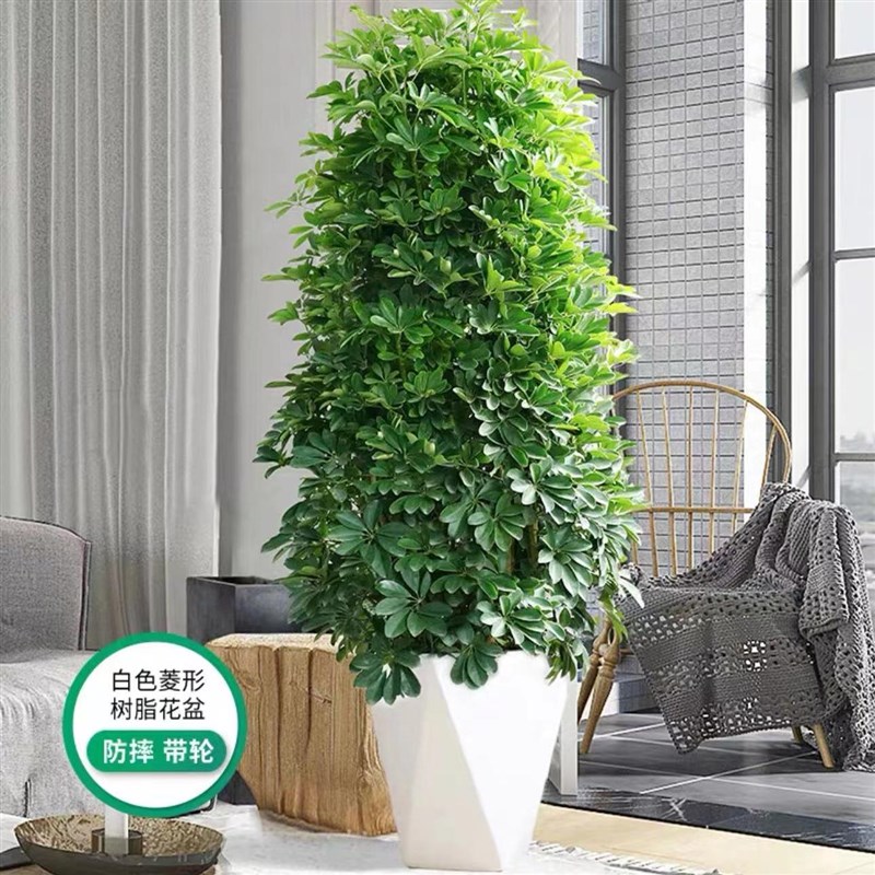 大八方来财吸甲醛植物四季常青盆栽大型室内客厅盆栽花卉鸭脚木