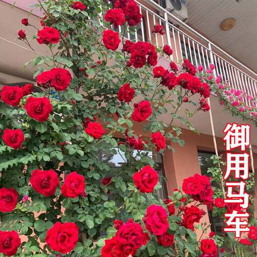 【2米大苗】蔷薇花苗藤本月季大花苗浓香爬藤植物庭院盆栽玫瑰花