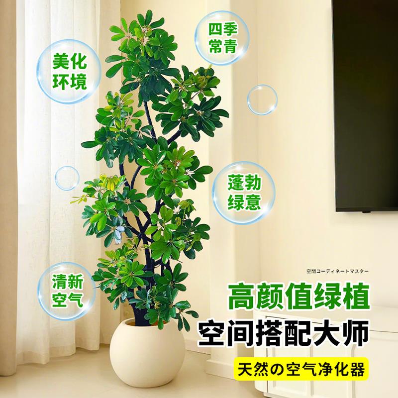鸭脚木客厅大型绿植高级感八方来财植物盆栽高端大气上档次鸭掌木