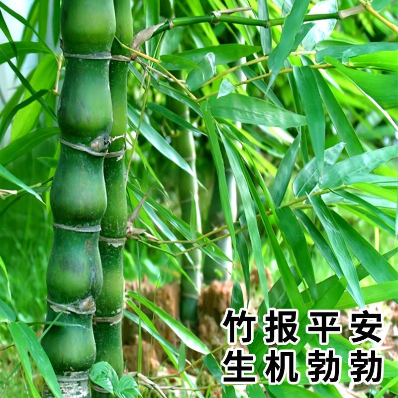 佛肚竹盆栽绿植阳台庭院观赏植物办公室客厅绿植观叶净化空气盆景