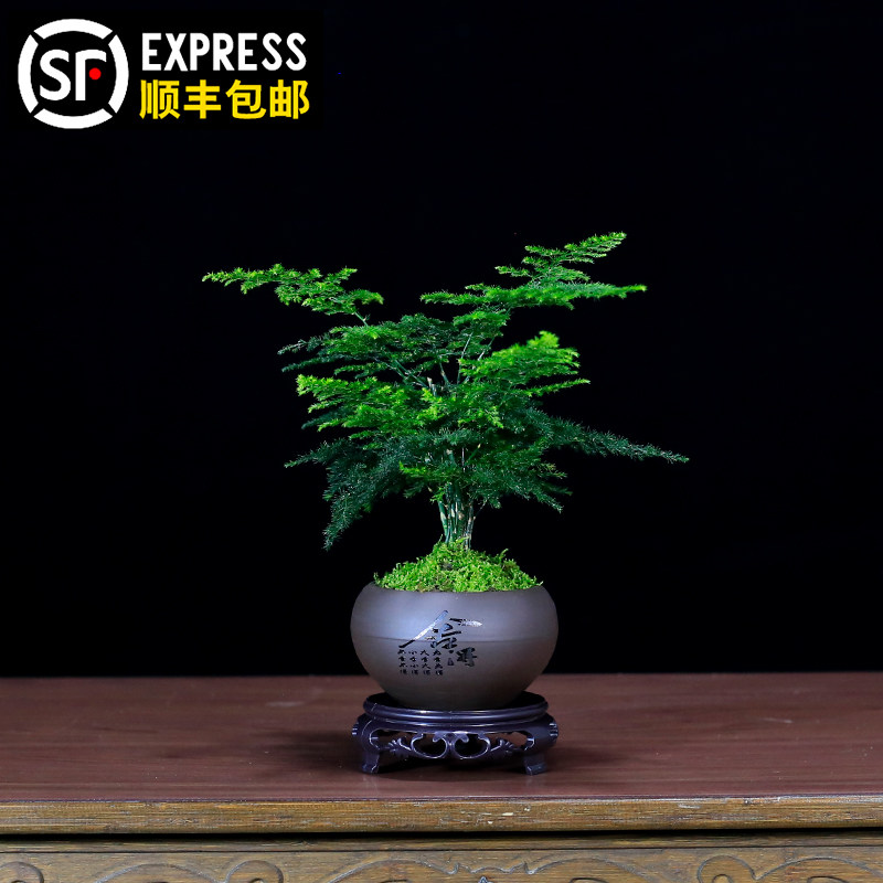 矮化文竹盆栽室内植物客厅办公室茶几桌面小绿植中式禅意云竹盆景