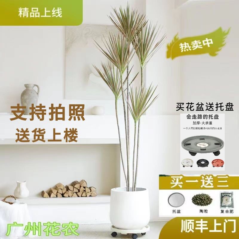 七彩千年木大型盆栽马尾铁吸甲醛绿植室内办公室客厅净化空气好养