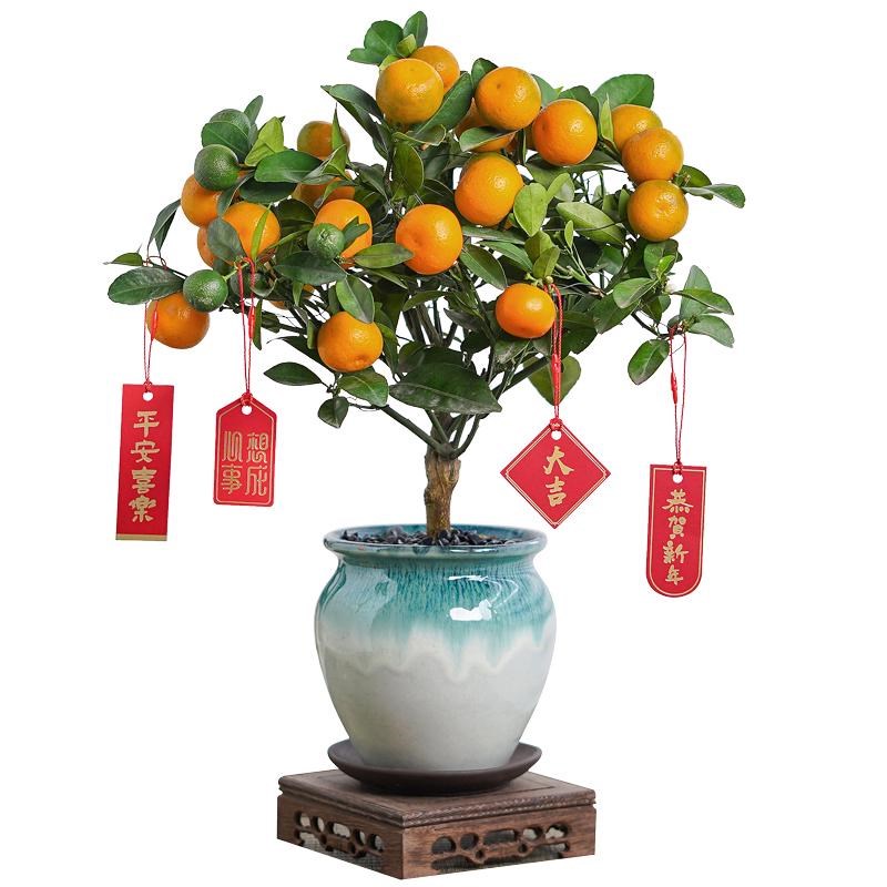 四季金桔盆栽可食用带果橘子树苗客厅室内外驱蚊花卉绿植物好养活