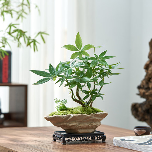 五福发财树招财小盆栽绿植物办公室内茶桌面好养中式禅意盆景摆件