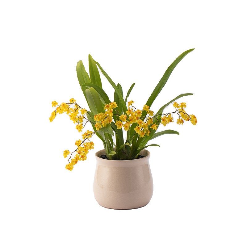 静艺花舍 文心兰梦香兰盆栽办公室内桌面好养绿植有花香花卉植物