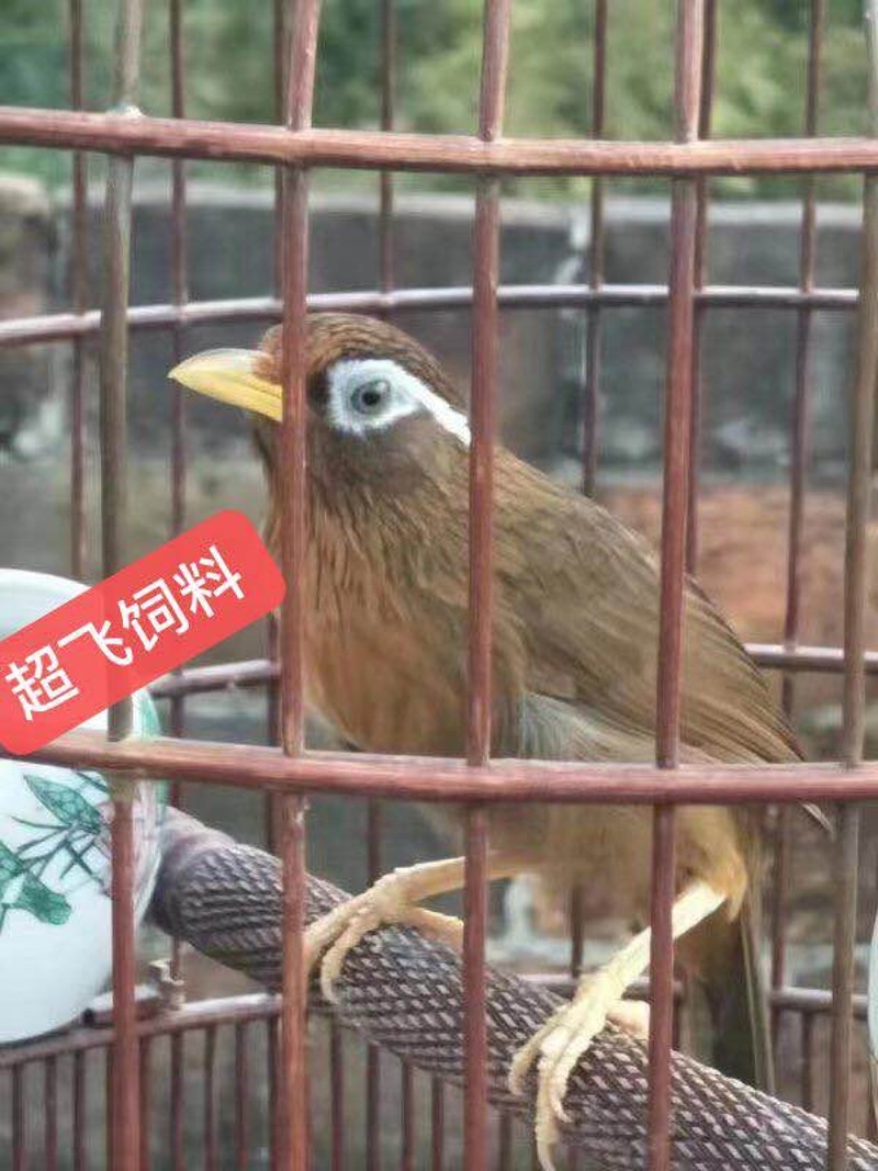 超飞饲料画眉鸟食饲料打鸟饲料斗鸟料唱鸟料提性壮膘换毛画眉专用