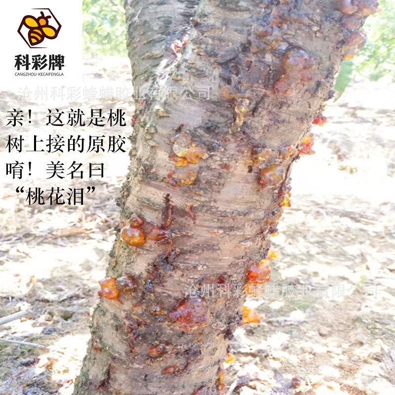 工业桃胶 桃胶颗粒 粉状 生产 价格合理 铅笔专用