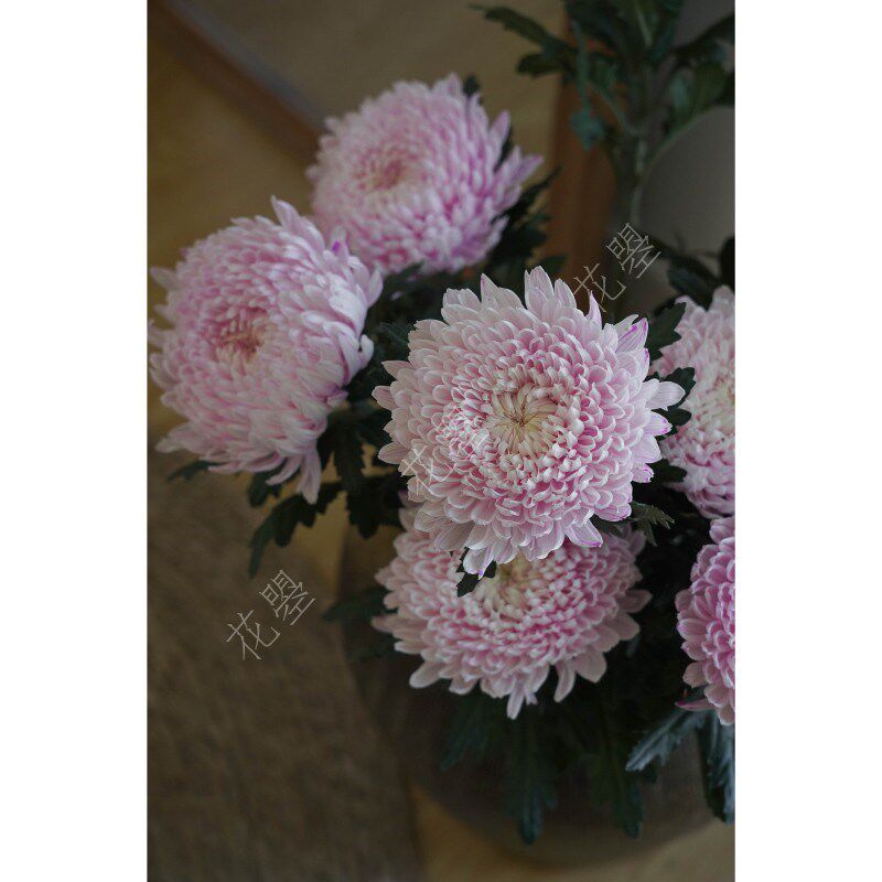 花曌 温柔樱花粉色牡丹菊鲜花水养真花家居瓶插花餐桌书桌面插花