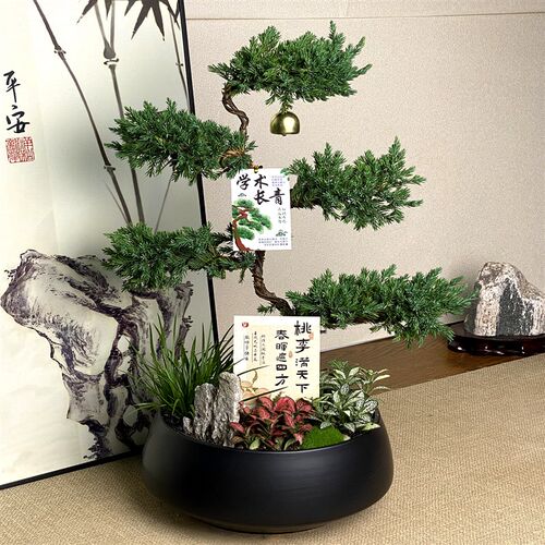 五层塔松盆栽新居乔迁礼物办公室绿植开业送礼高档迎客松盆景客厅