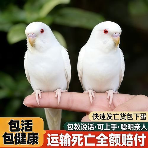 养殖场直发健康活泼亲人易活