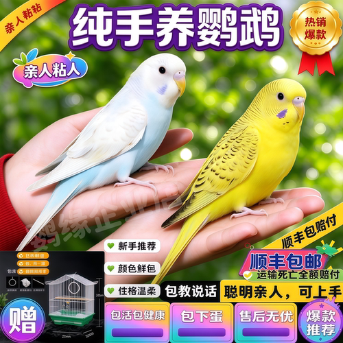 纯手养 能说话人工繁育虎皮鹦鹉亲人粘人观赏宠物鸟 健康幼鸟鸟笼