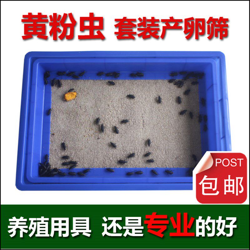 黄粉虫产卵筛 产卵盘接卵筛 黄粉虫养殖盒大麦虫养殖盒养殖盘包邮