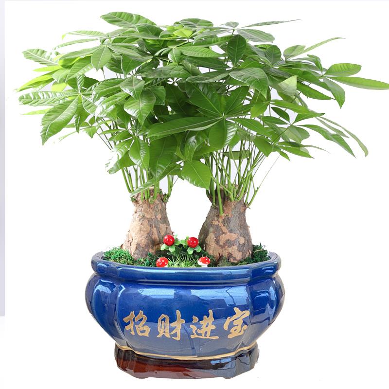 发财树盆栽植物室内招财 客厅办公室客厅开业包邮大型金钱小盆景