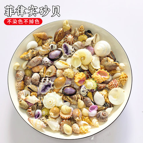贝壳海螺按斤卖贝壳菲律宾贝沙手工摆台制作漂流瓶鱼缸造景