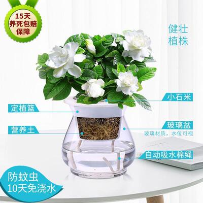 栀子花茉莉绿植盆栽观花卉绿箩水养室内绿萝水培植物驱蚊草富贵竹