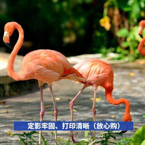 施乐5571东立套鼓 5570 3371硒鼓鼓芯 4471 6671 7771 感光鼓组件