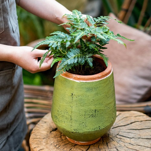 复古红陶金钱树龟背竹粗陶陶瓷花盆大网红高颜值多肉花盆盆栽花器